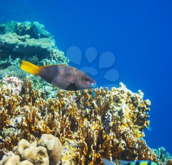 Coral fish in  Red Sea,Egypt