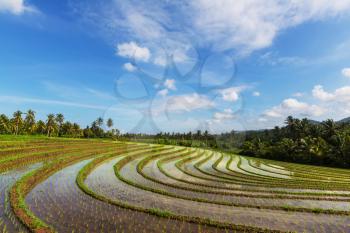 Rice terrace in Indonesia