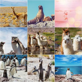 Argentina animals collage