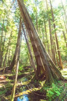 Giant cedar forest