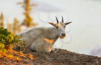 Wild Mountain Goat, Banff National Park, Alberta Canada