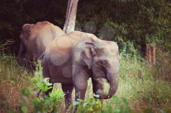 Elephant  on Sri Lanka