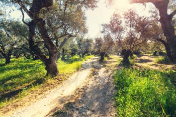 Olives garden