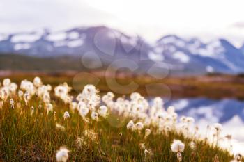 Arctic cotton flowers