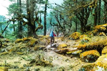 Hiker in Himalayan jungles, Nepal, Kanchenjunga region
