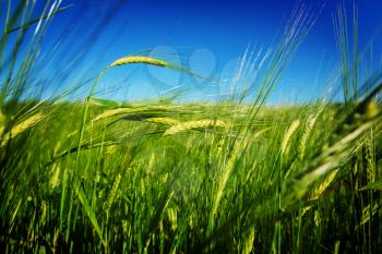 Wheat field, close up shot