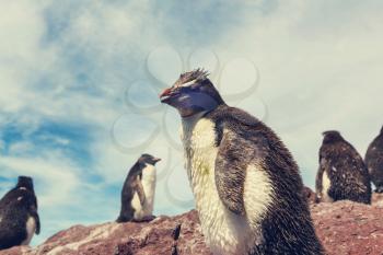 Rockhopper penguins in Southern Argentina