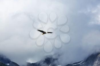 American Bald Eagle in flight against clear blue sky of Alaska