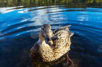 Amazing mallard duck on mountains lake