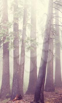 Magic misty forest in the morning
