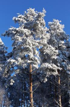 The big snow-covered pines in clear winter day
