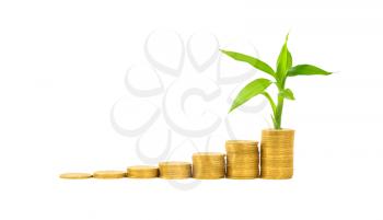 Royalty Free Photo of Gold Coins and a Plant
