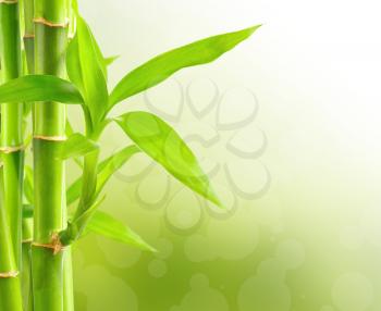 Royalty Free Photo of a Bamboo Plant Background