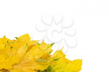 Beautiful autumn leafs isolated in white
