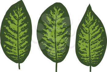 Dieffenbachia tropical leaf set. Vector illustration