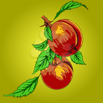 Royalty Free Clipart Image of Peaches