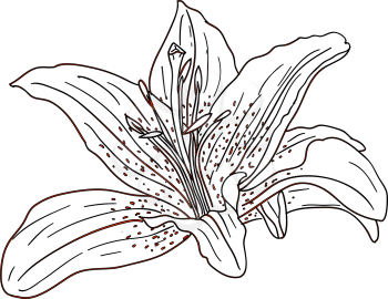 Royalty Free Clipart Image of a Lily