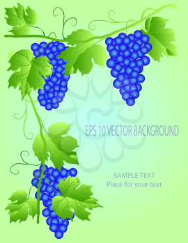 Royalty Free Clipart Image of Grapevines