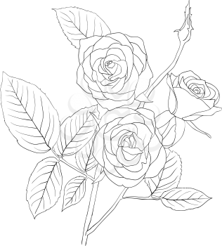 Royalty Free Clipart Image of Roses