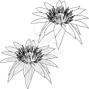 Royalty Free Clipart Image of Lotus Flowers