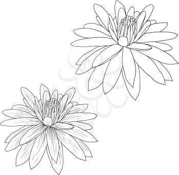 Royalty Free Clipart Image of Lotus Flowers