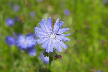 Beautiful  chicory field in spring time