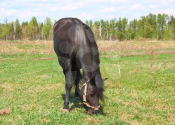 black horse grazing in green meadow