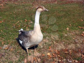 a wild goose feeding in the park