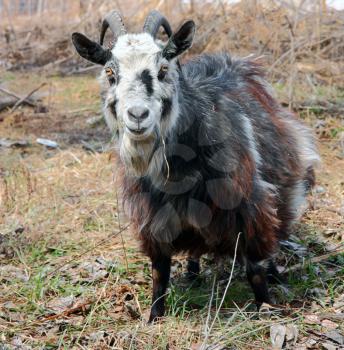 bearded goat with horns 