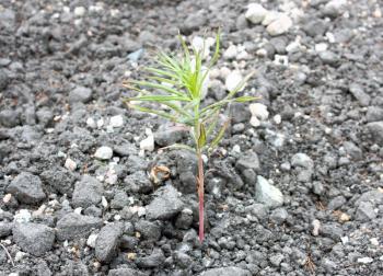 Sprout on asphalt