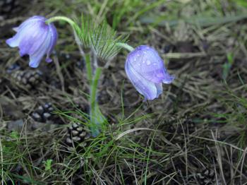 Spring purple Pulsatilla violacea flowers