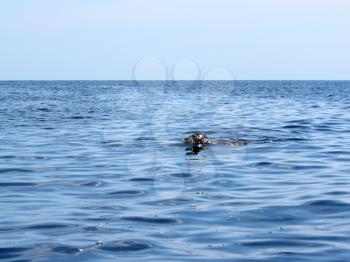 spotted seal (Phoca largha) in clean water