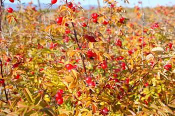 Autumnal bush of ;dogrose and splendid field by october.
