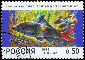 RUSSIA - CIRCA 1998: A post stamp printed in Russia shows fish. Circa 1998