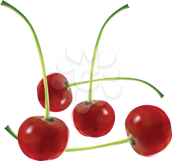 Four appetizing mature cherries on a pink background
