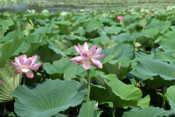 Lotus flower plants
