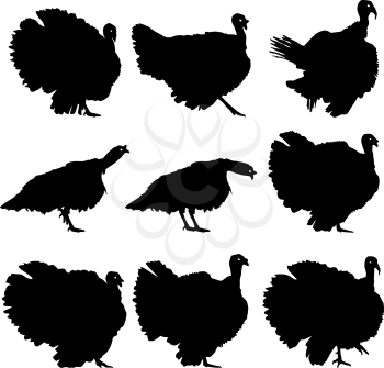 Silhouettes of turkeys. Vector illustration.