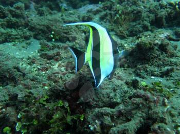 Thriving  coral reef alive with marine life and  tropical fish (Moorish Idols), Bali.