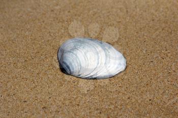Sea shells on sand. Summer beach background. 