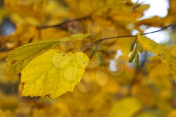 Dry birch leaf on the autumn background