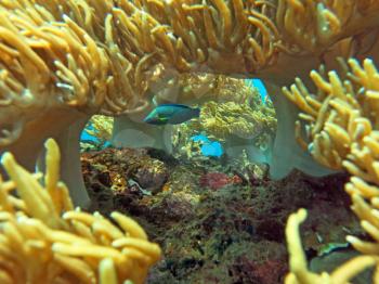 Thriving  coral reef alive with marine life and shoals of fish, Bali.              