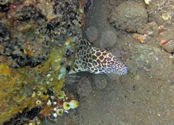  Giant spotted moray hiding  amongst coral reef on the ocean floor, Bali.         