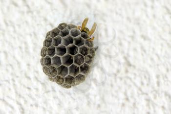Empty wasps' nest against a white wall