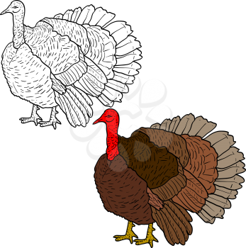 Sketch black turkey on a white background. Vector illustration