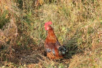 Beautiful rooster in green grass with a red crest.