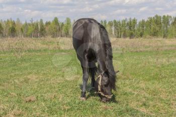 Portrait of a black horse on a background of green grass.