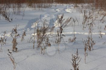 Dried grass on snow covered field in winter.