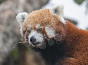 Red Panda, Firefox or Lesser Panda Ailurus fulgens on the tree.