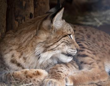 Lynx looks with predatory eyes from the shelter.