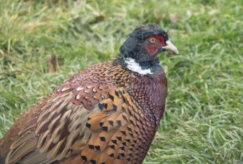 Pheasant close-up on a background of green grass.